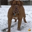 Dogue de Bordeaux ANBER